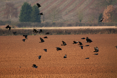 corvids
