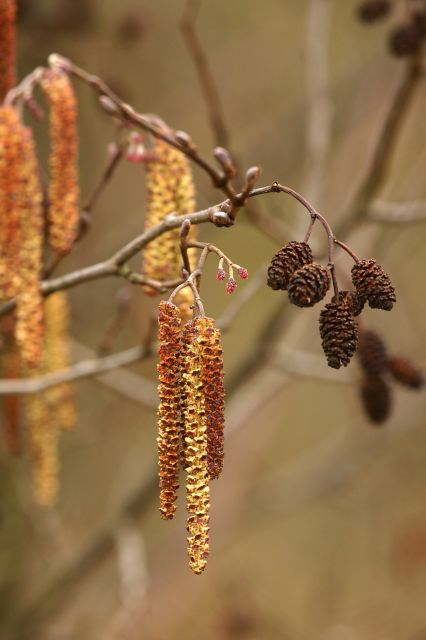 alder catkins