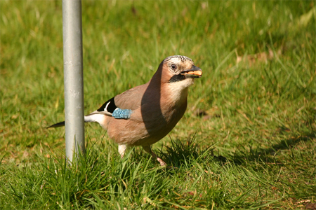Jay