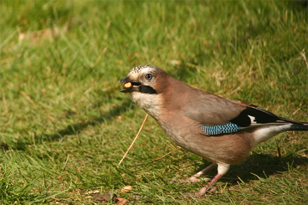 Jay too