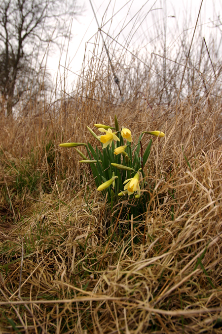 Native Daffodil Clump