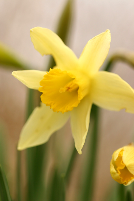 Native Daffodil close up