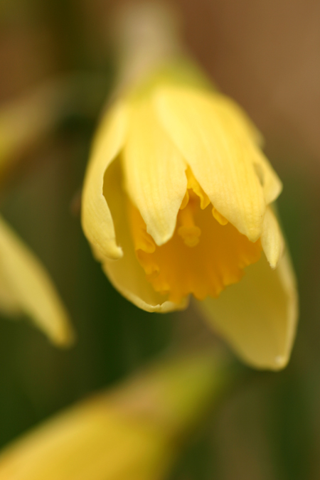 Partially opened, native daffodil
