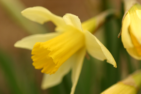 Native Daffodil in three quarter profile