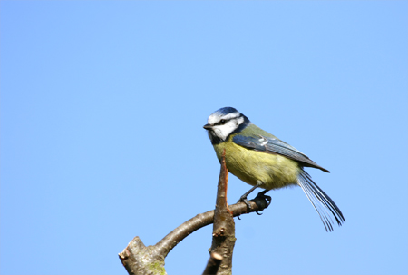 blue tit