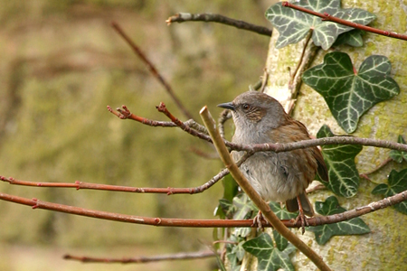 dunnock