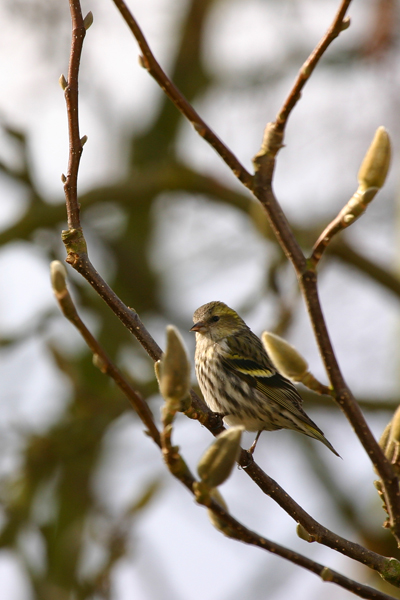 female siskin