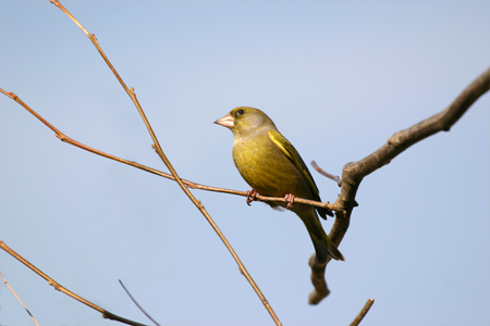 green finch