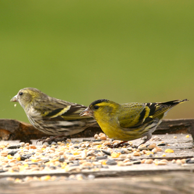 siskin pair